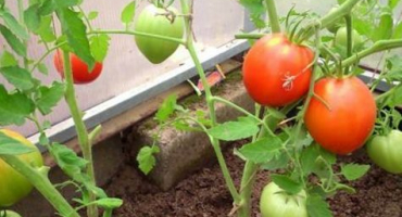 Charakteristika a popis ultra raných odrůd rajčat pro pěstování na otevřeném poli nebo ve skleníku